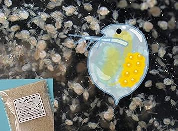 Amazon タマミジンコ 400ml 100匹 ミジンコ育成 増殖促進飼料10g 生体 観賞魚 水中生物 通販