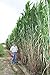 #1329*WORLD'S TALLEST GRASS*Giant Elephant Grass* 30 FT.*15 seeds*