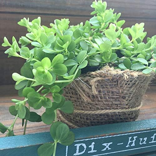 Amazon Co Jp ペペロミア デピーナ 観葉植物 家電 カメラ