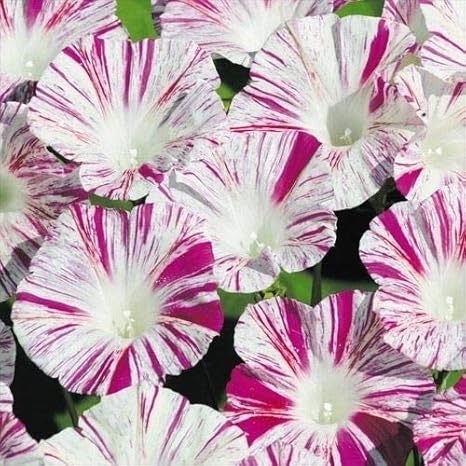 Amazon 国華園 種 花たね つる植物 西洋朝顔 ヴェニスピンク 1袋 500mg 21年春商品 トレリス