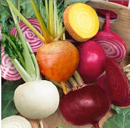Vegetable - Kings Seeds - Picture Packet - Beetroot - Mixed