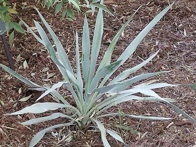 Amazon 種子 Yucca Pallida ユッカ パリダ 幹が殆ど伸びない薄い葉の小型種 ５粒 リュウゼツラン科イトラン属 Diy 工具 ガーデン