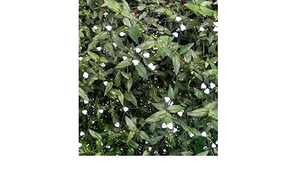 Seeds Package Tahitian Bridal Veil Gibasis Ering Jew Cuttings Amazon Com Au Clothing Shoes Accessories
