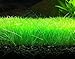 Dwarf Hairgrass Easy Live Aquarium Freshwater Plants Decorations 3 Days Live Guaranteed by Mainam