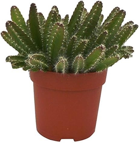 Perfect Plants Hylocereus Undatus Macho Milano Kaktus Drachenfruchtpflanze Im 10 5 Cm Topf Grun 20 Cm Amazon De Garten