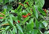 Thai Hot Pepper 4 Live Plants - Extremely Hot!