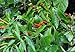 Thai Hot Pepper 4 Live Plants - Extremely Hot!