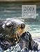 2019 Otters Gratitude Journal Daily Planner: Academic Hourly Organizer In 15 Minute Interval; Appointment Calendar With Address Book; Monthly & Weekly Goals Diary With Inspirational Quotes by