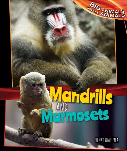 Mandrills and Marmosets (Big Animals, Small Animals)