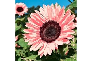 DouxiE 50pcs Non-GMO Pink Sunflower Seeds for Planting - High Germination Rate - Heirloom Flower Variety for Your Beautiful Garden Planting Instructions for Easy Grow - Great Gardening Gifts