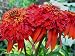 Echinacea Seeds - HOT PAPAYA - Coneflower - Deer Resistant Perennial - 15 Seeds