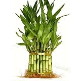 9GreenBox - 3 Tier 4 6 8 Top Quality Lucky Bamboo for Feng Shui (Total About 38 Stalks)