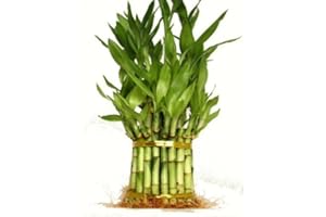 9GreenBox - 3 Tier 4" 6" 8" Lucky Bamboo for Feng Shui (Total About 38 Stalks) Home Growth USA
