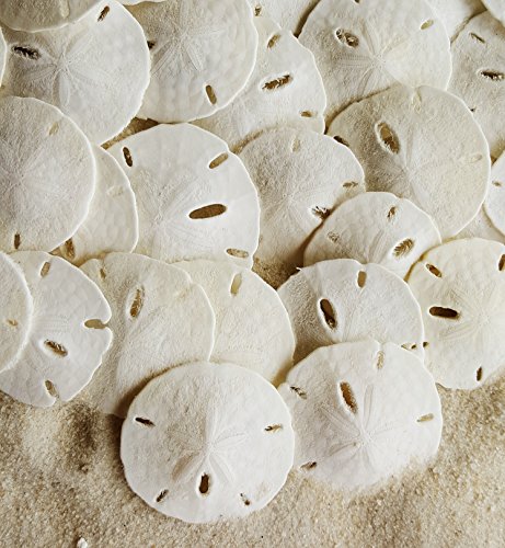 Tumbler home small natural white sand dollars 50 pcs - …