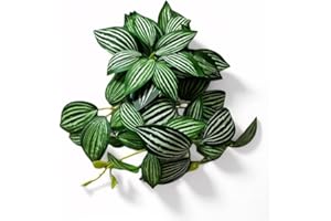 PIKAZISO Reptile Plants for Terrarium, Amphibian Habitat Decor Plants with Artificial Stone Base for Gecko Chameleon Snake Tortoise - Fake Peperomia tetragona Ruiz et Pav.