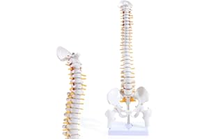 ASINTOD Spine Anatomy Model, Medical Human Spine Model with Explanation Drawings Life Size 15.5'', Anatomical Human Spine Model with Stand for Dispay, Teaching, Studing, Rehearsal ect