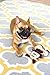 Outward Hound Squeakimals Plush Dog Toy