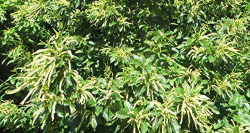 American Chestnut Tree - Hybrid - Castanea dentata X mollissima - Heavy Established - 2 Gallon Potted -1 Plant by Growers Solution - Thumbnail 2