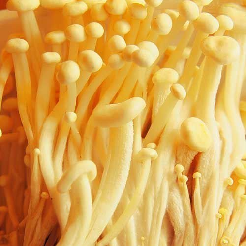 Enoki Mushrooms, Fresh, 300g Buy Online in Lebanon at lebanon