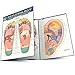 Reflexology (Quick Study Academic) by Inc. BarCharts