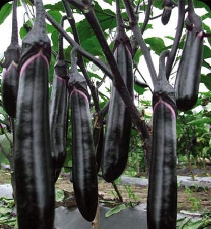 HONIC 100 Unidades Mezcla de Verduras Berenjena, Plantas en ...