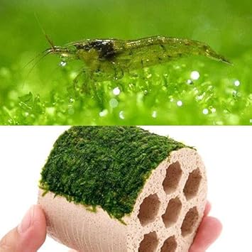Amazon エビ 水草 巻きたて ハニカムシェルター ウィローモス 無農薬 １個 ミナミヌマエビ １０匹 北海道 九州 沖縄航空便要保温 Charm チャーム 観賞魚 水中生物 通販