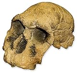 KNM ER 1470 Skull