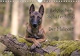 Belgischer Schäferhund - Der Malinois (Wandkalender 2020 DIN A4 quer): Die Facetten einer Hunderass by