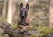 Belgischer Schäferhund - Der Malinois (Wandkalender 2020 DIN A4 quer): Die Facetten einer Hunderass by