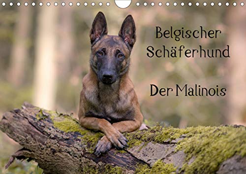 Belgischer Schäferhund - Der Malinois (Wandkalender 2020 DIN A4 quer): Die Facetten einer Hunderass by