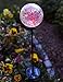 Moonrays 99924 Color Changing Solar Glass Ball Fixture, 1 Pack