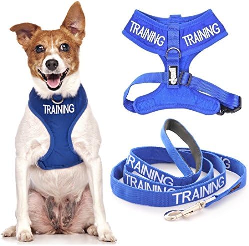 Training Blue Color Coded Front and Back Ring Non Pull Waterproof Padded Adjustable Small Vest Dog Harness and 4 Foot Leash Set (Do Not Disturb) Prevents Accidents By Warning Others of Your Dog in Advance