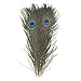 Featured Real Natural Peacock Feathers Bulk 10-12 inches (25-30cm) Great Decorations for Christmas Halloween Home Party Wedding Centerpieces (Natural 10pcs)