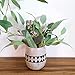 Supla 2 Pack Faux Seeded Eucalyptus Long Leaves Greenery Bouquets Long Leaves Grey Green Atificial Eucalyptus Plants Spray with Fruit Pods for Greenery Wedding Bride Baby Shower Woodland Floral Decor