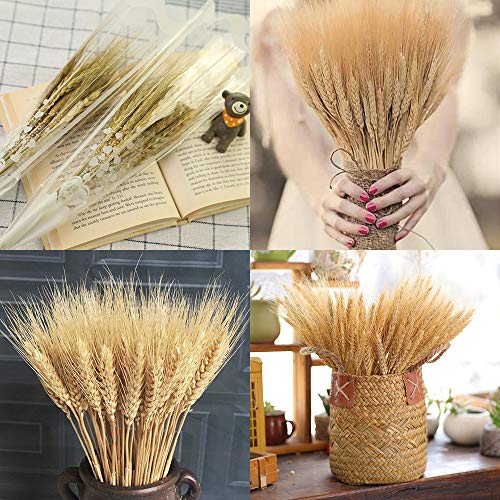 image for ABDQPC Golden Dried Wheat Sheaves 100 Stems Bundle Premium Autumn Arra