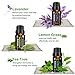 VicTsing Natural Essential Oils Set, Top 6 Pure Therapeutic Grade Upgraded Aromatherapy Essential Oil Gift Set(Lavender, Tea Tree, Peppermint, Eucalyptus, Lemongrass, Orange, 10ml/bottle)