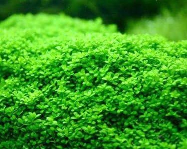Dwarf Baby Tears Hemianthus callitrichoides Cuba Live Aquarium Plants Fish Moss
