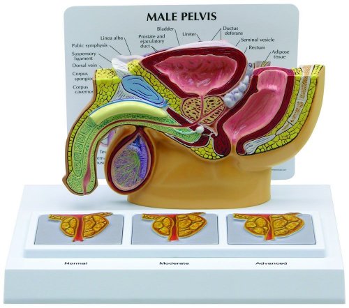 Male pelvis anatomical model - three prostate 3d image frames