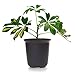 T4U 3 Inch Plastic Round Plant Pot/Cactus Flower Pot/Container Brown Set of 10,Seeding Nursery Planter Pot with Drainage for Flowers Herbs African Violets Succulents Orchid Cactus Indoor Outdoor