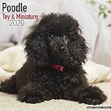 Poodle (Toy & Miniature) Calendar - Dog Breed Calendars - 2019 - 2020 Wall Calendars - 16 Month by A by 