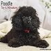 Poodle (Toy & Miniature) Calendar - Dog Breed Calendars - 2019 - 2020 Wall Calendars - 16 Month by A by 