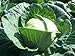 David's Garden Seeds Cabbage Dutch D22101 (Green) 200 Organic Seeds