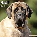 Mastiff Calendar - Breed Specific Mastiff Calendar - 2016 Wall calendars - Dog Calendars - Monthly Wall Calendar by Avonside