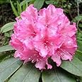 Rosebay Rhododendron Maximum White Pink Laurel Bush Shrub Flower Seeds