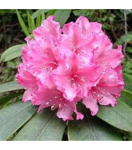 Amazon.com : 50 Rosebay Rhododendron Maximum White Pink Laurel Bush Shrub  Flower Seeds : Flowering Plants : Patio, Lawn & Garden