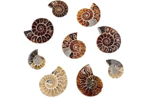 CHYIFSHIYM Natural Madagascar Ammonite Fossil Shell Pieces – Prehistoric Calcite Spiral Shell Specimen, Unique Decorative Fos