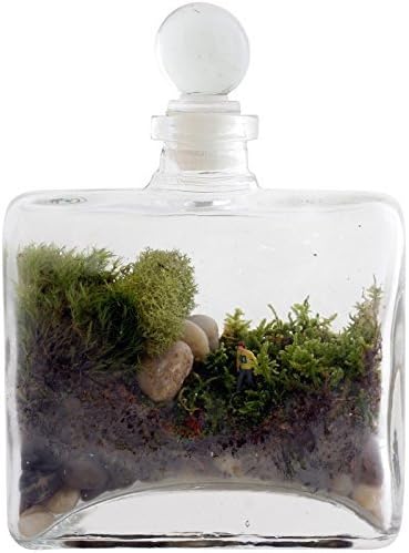 Twig Terrariums Tropisma Moss Terrarium Kit by Twig Terrariums