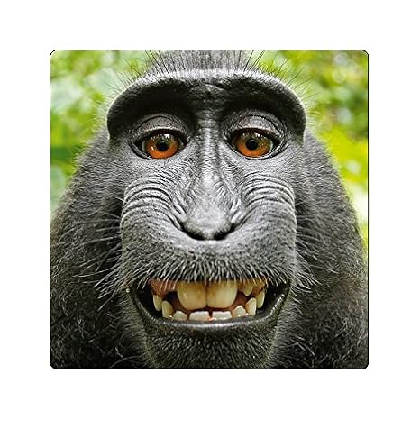 Download Witzige affen lustige Free Witzige Affen Lustige