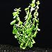 Mainam Moneywort Bacopa Monnieri Bundle Live Aquarium Plant for Freshwater Fish Tank Decoration 3 Days Live Guaranteed