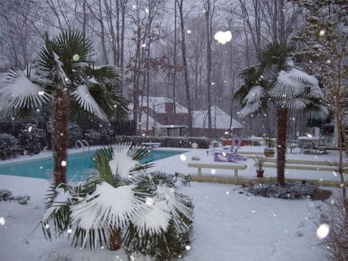 Download Cold Hardy Palm Trees,Bananas and Tropical Plants for almost any Climate (English Edition) PDF